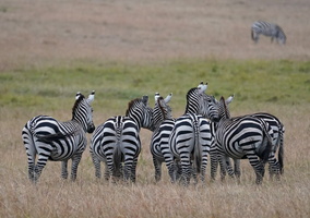 080 A9 04030c Zebras