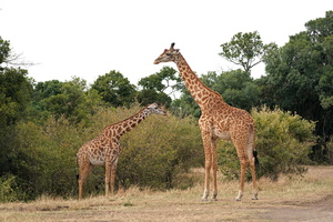 080 A9 04298c Giraffen