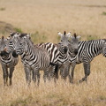 100_A9_06055c_Zebras.jpg