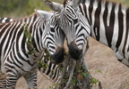 100 A9 06167c Zebras
