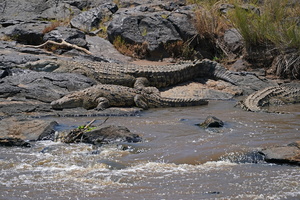 110 A9 06684c Krokodile