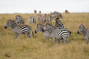 115 A9 06943c Zebras