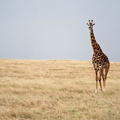 125_A9_07887c_Giraffe.jpg