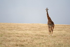 125 A9 07887c Giraffe