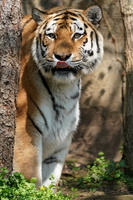 Leipzig 00354c Amur Tiger