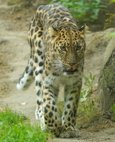 Leipzig 20063c Leopard