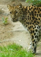 Leipzig 20075c Leopard