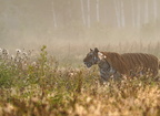 Tiger 01466c