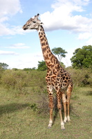 0602 R5 00675c Giraffe