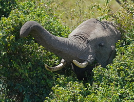 0811 R3 03796c Elefant