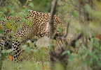 1015 R3 04519c Leoparden