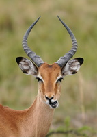 1416 R3 06757c Antilope