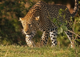 1521 R3 06991c Leopard