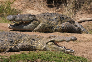 1545 R3 07270c Krokodile