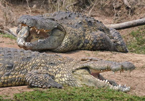 1546 R3 07289c Krokodile