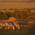 1602_A9_08133c_Zebras.jpg