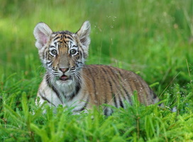 Tiger 02335c