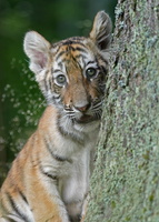 Tiger 02522c