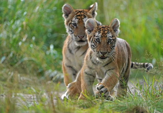 Tigerbabys