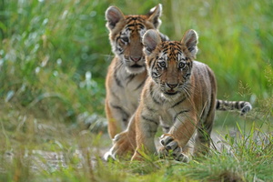 4 Tiger 07251c Babys