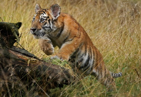 Tiger 05623c Baby