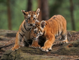 Tiger 05685c Babys