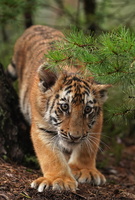 Tiger 05806c Baby
