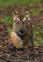 Tiger 05922c Baby