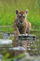 Tiger 06604c Schwarzwasser