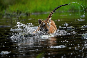 Tiger 06965c Schwarzwasser