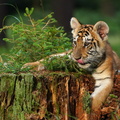 Tiger_07469c_Baby.jpg