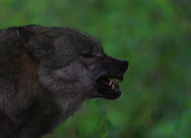 Wolf 0663c
