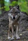 Wolf 0742c