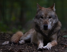Wolf 1322c
