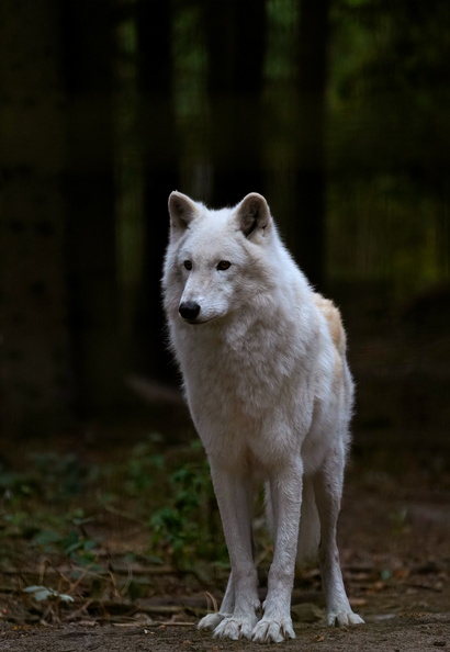 Wolf_1424c.jpg