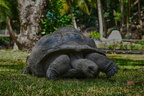 703 05726c Aldabra