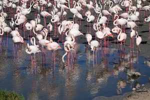 512 02671c Flamingos