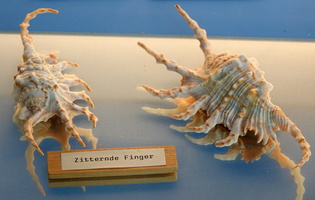 58 3300b Muschelmuseum