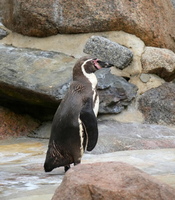 24 04546b Pinguin