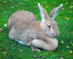 25 04585b Hase