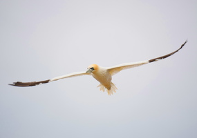 59 05382b Flug