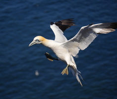 64 06057b Flug