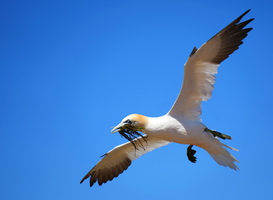 65 06162b Flug