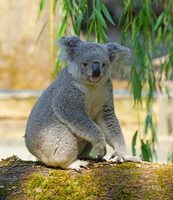 DU 7745b Koala