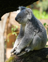 DU 7754b Koala