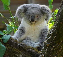 DU 7788b Koala