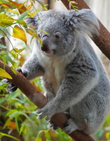 DU 7818b Koala