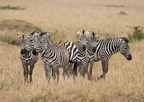 100 A9 06055c Zebras