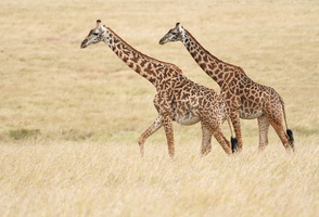 105 A9 06240c Giraffen