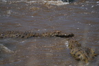 110 A9 06736c Krokodile